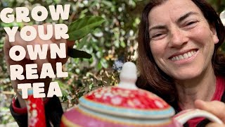How to grow your own tea at home - yes real tea!!