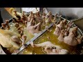 What the Crazy Sight ! Goose Dishes Making / 鵝肉料理製作 - Taiwan Food