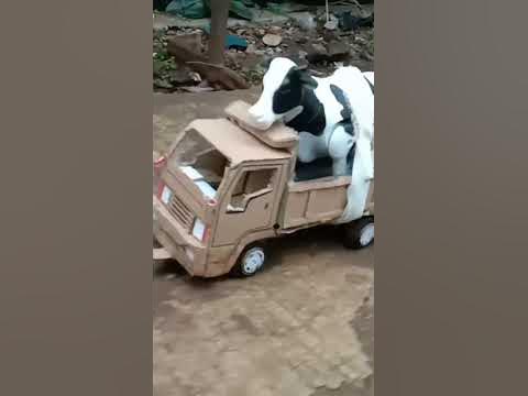 sapi naik truk oleng ,sapi potong lucu - YouTube