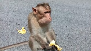 Feeding carrot beans and radish to the hungry monkey ll More monkeys Eating Banana ll Nj24 Media ll
