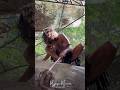 Acting like an Amazon tribe man! Can you guess? 🌳 #viral #shorts #tribe #amazon #river