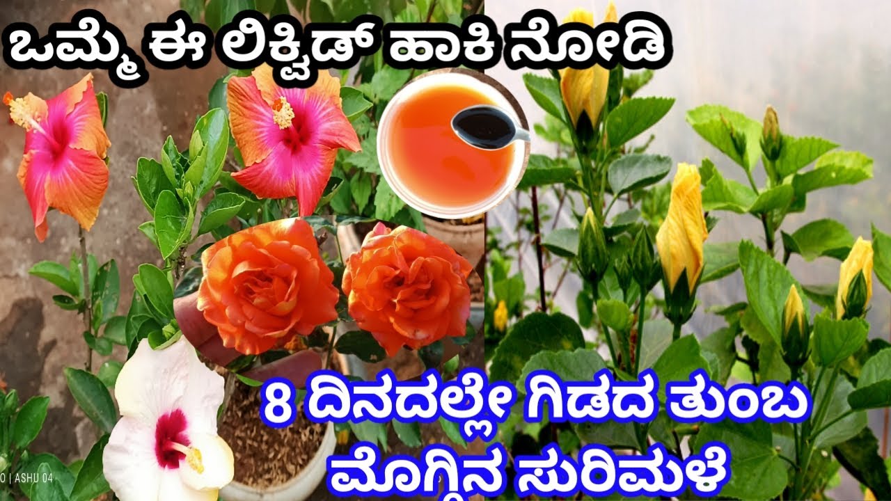 ಒಮ್ಮೆ ಈ ಲಿಕ್ವಿಡ್ ಹಾಕಿ 8 ದಿನದಲ್ಲೇ ಗಿಡದ ತುಂಬ ಮೊಗ್ಗಿನ ಸುರಿಮಳೆ 100%/hibiscus plant care in kannada \