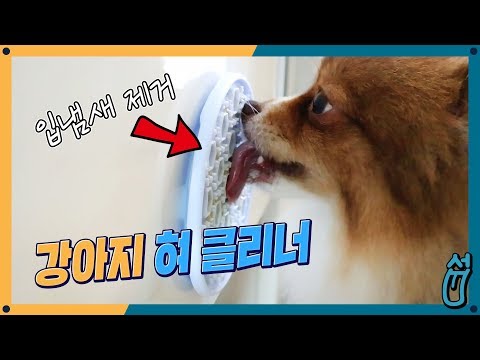 반려견 입냄새 걱정 끝! 멍멍 혀클리너 리뷰!  [섭이는못말려]