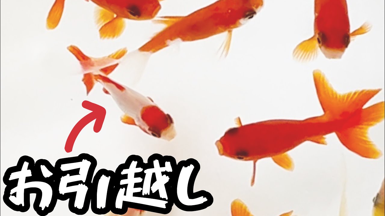 成長の遅い金魚を別水槽にお引越し Youtube