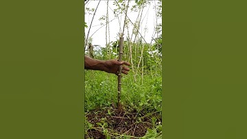 Harvesting cassava part 347 #shorts #farming #cassava #nature  #cassavaroots #cassavafarming