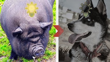 Pigs Are Smarter Than You Ever Imagined!