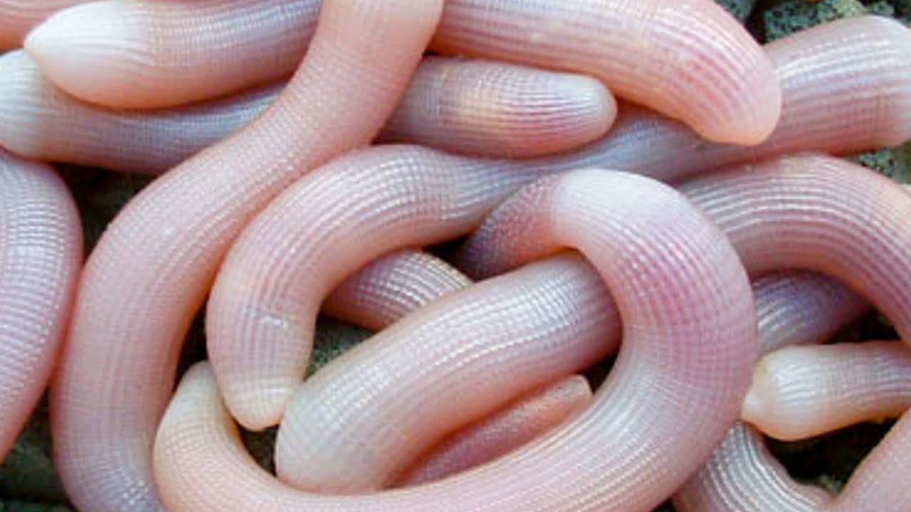 Como poner TITAS BIBI en el anzuelo | Montaje Cebos #Surfcasting