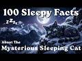 The Dreamy World of the Sleeping Cat For Deep Sleep — No Adverts
