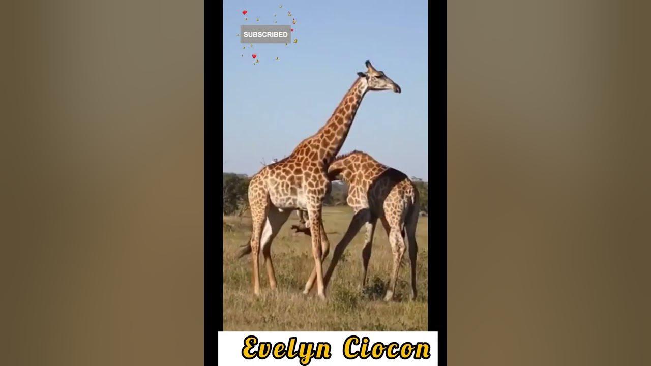 Tallest Male Giraffe Fights!! |#shorts - YouTube