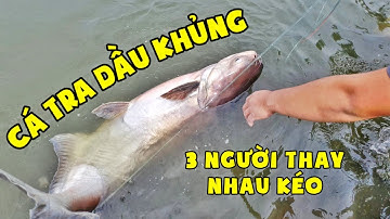 Câu Được Cá Tra Dầu Khủng - 3 Người Thay Nhau Kéo | Câu Cá Giải Trí | Chung Nguyễn Fishing