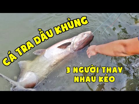 Câu Được Cá Tra Dầu Khủng - 3 Người Thay Nhau Kéo | Câu Cá Giải Trí | Chung Nguyễn Fishing