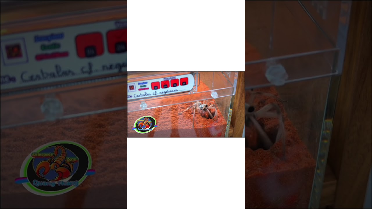 Desert Huntsman Spider (Cerbalus cf. negebensis) Nhện Sa Mạc Đặc Hữu Ai Cập