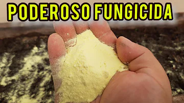 Como eliminar fungos na terra?