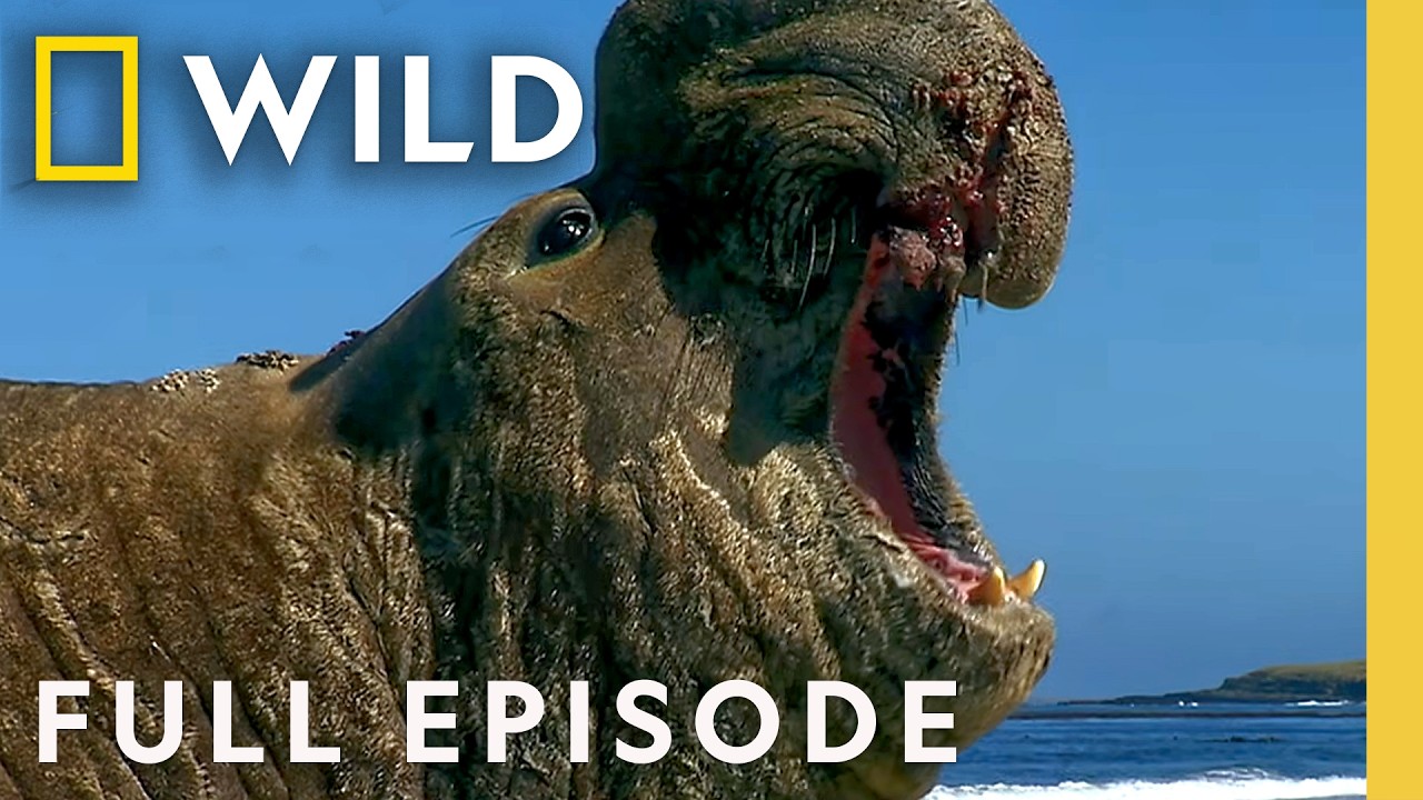 “Ocean Predators: Masters of the Deep (Full Episode) | World’s Most Deadly | Nat Geo Animals” – Documentary “Ocean Predators: Masters of the Deep (Full Episode) | World’s Most Deadly | Nat Geo Animals” – Documentary