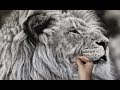 Hyperrealistic Lion drawing / 85hour Time-Lapse