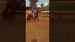 Potro marcha batida - Fabuloso SFL Caballero
