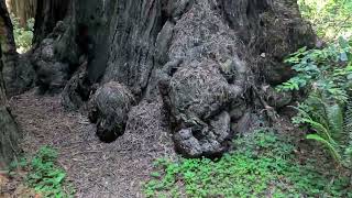 8K Star Wars Return Of The Jedi Filming Locations - Cheatham Grove Grizzly Creek Redwoods 24