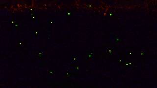 firefly lights led glow string