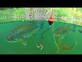 Underwater fishing big bass and bluegill catch  cook