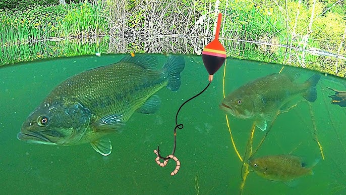 Bobber & Jig Fishing 101 - EVERYTHING You Need To Catch Fish