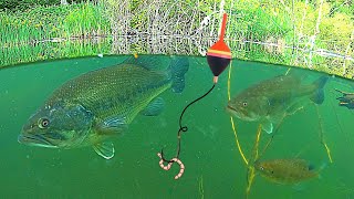 UNDERWATER FISHING!!! Big BASS, and Bluegill Catch \& Cook!