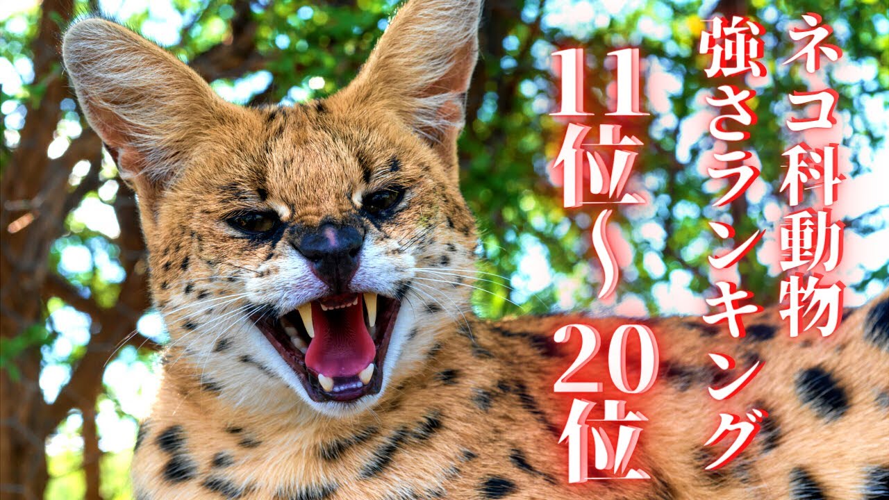 Top 10 Felidae Strength Rankings Youtube