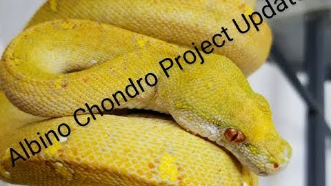 3 Things To Know Before Buying An Imported Green Tree Baby Online!