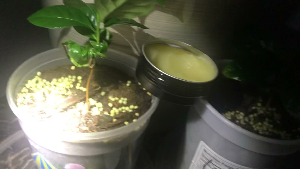 Does Citronella wax scent repel indoor coffee plant flies? Part 2