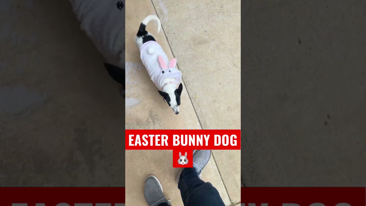 EASTER BUNNY DOG!! 👀🐰 
