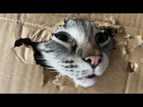 Funny Animals – Funny Cats / Dogs – Funny Animal Videos / Best Videos of May 2022