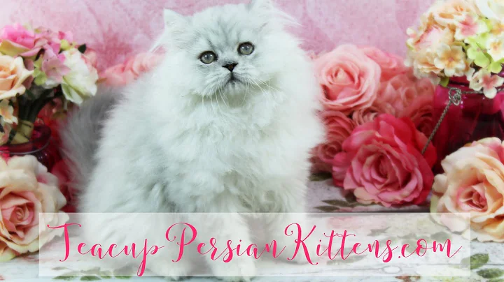 Video 576081: persian kittens cattery, male silver persian kitten