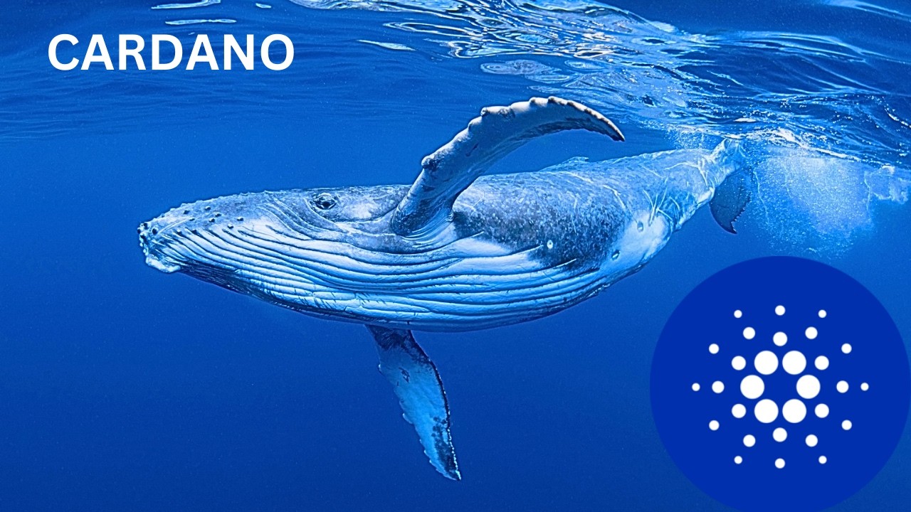 Cardano ADA News Cardano Will Rise Again!