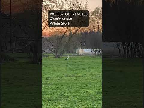 Valge toonekurg, Ciconia