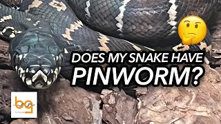 Famous Testing my Boelen's python for pinworm Wealth