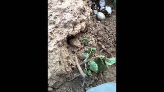 ไข่เต่า20150512 092345