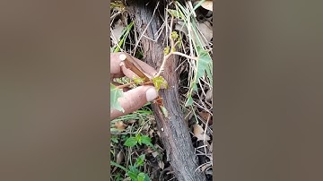 new grapes grafting techniques.#shorts