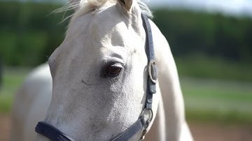 Piet Nibbelink - how to make a horse feel safe
