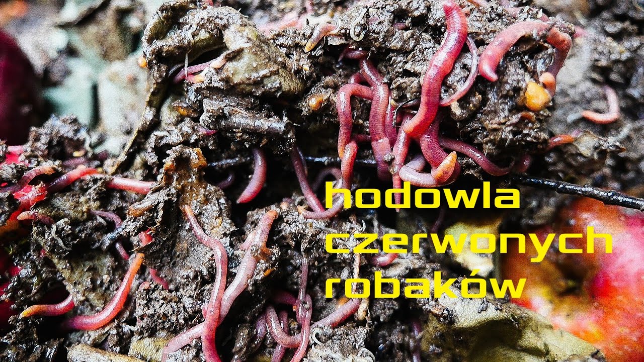 Hodowla czerwonych robaków. Jak dbać o dżdżownice? Czym karmić? Wpływ celulozy. Vlog nr 004.