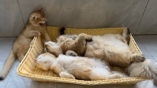 This kitten is so pitiful! The cat father won't let this kitten sleep with him. Cute animal videos