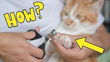 How to Safely Cut Your Cat