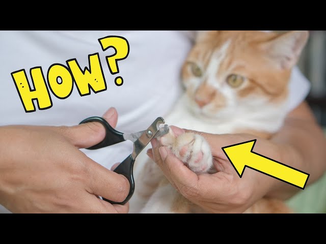 Mr. Pen- Cat Nail Clipper - Mr. Pen Store