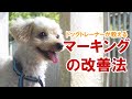 【トイレの失敗改善】マーキングについて｜ドッグトレーナーのしつけ教室初級編⑱