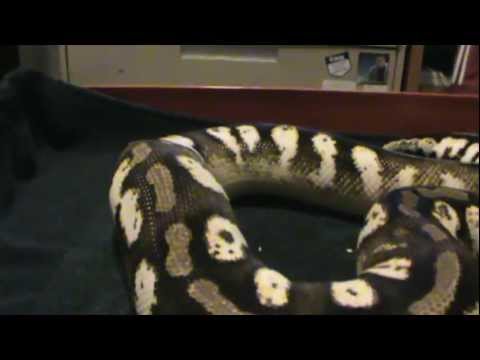 lizard skin grips Better look at Pastel Sugar, Lesser and 