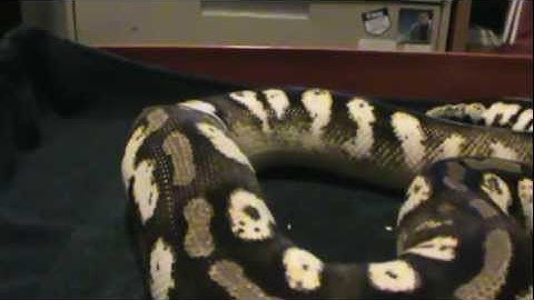 Better look at Pastel Sugar, Lesser and "Normal"