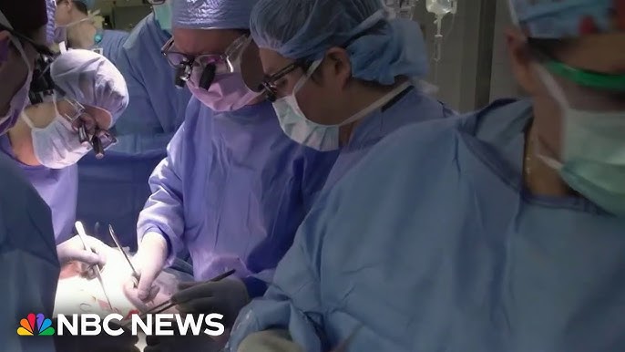 Historic Transplant Of Pig S Kidney Into Human Is Successful