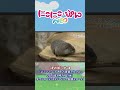 【どうぶつ】ウッドチャック/「にこにこ・ぷん NEO」