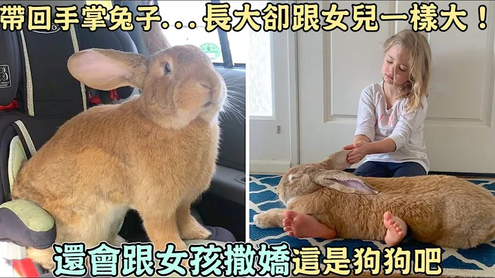 带回手掌兔子...长大却跟女儿一样大！还会跟女孩撒娇,这是狗狗吧 - 天天要闻