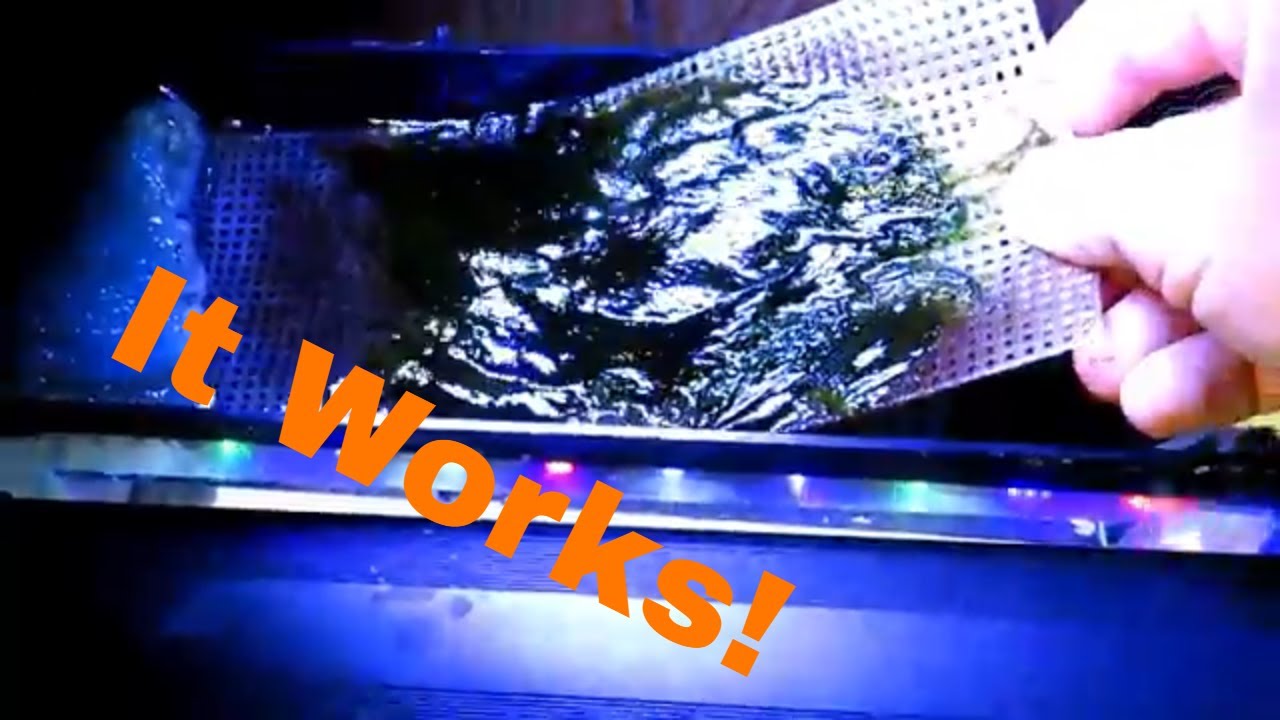 Saltwater Aquarium Algae Scrubber update, cleaning, and tank spotlight