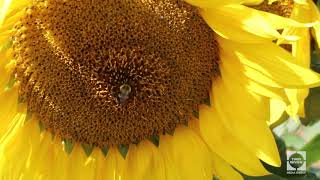One Minute on the North Fork: A sunny afternoon at the North Fork Sunflower Maze