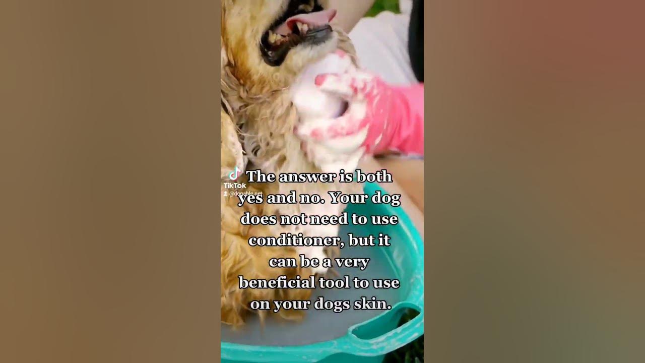 Do Dogs Need Conditioner? dog doglover dogconditioner dogbath 